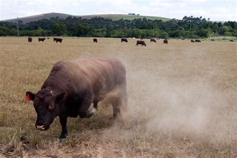 File:Angry Bull in Pasture.jpg - Wikipedia