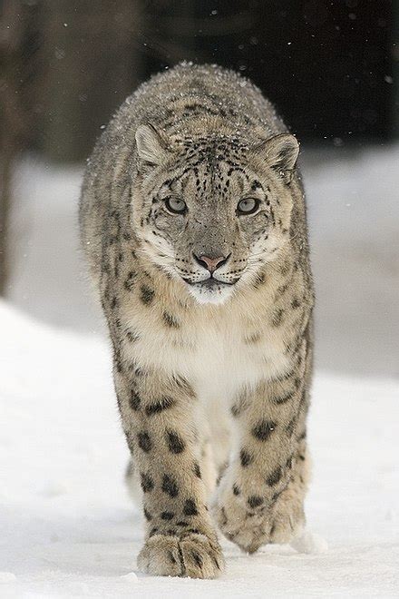 snow leopard - Simple English Wiktionary