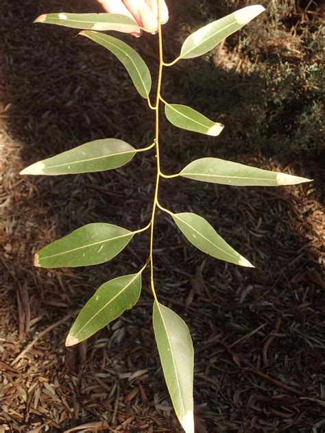 Eucalyptus Grandis Calflora