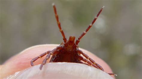 Rare Tick Borne Disease Now Found In Austin Area Caves Keye