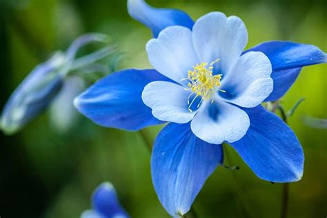 1 000 Blue Colorado Columbine Flower Seeds Non GMO CZ Grain