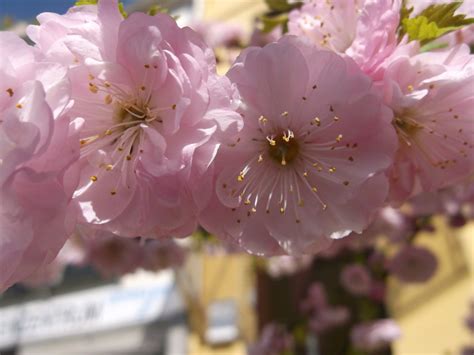 Free Images Branch Flower Petal Bloom Food Spring Produce Pink