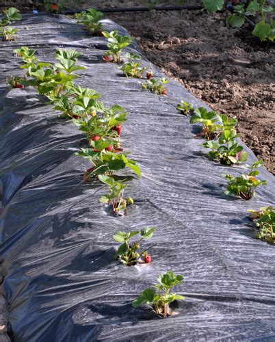 Toile Paillage Pour Ou Contre Sa Pose Au Jardin Bache Paillage