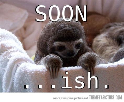 Funny Sloth Memes For Kids