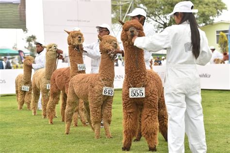 El Gran Evento De Moda Peruana Que Busca Promover La Fibra De Alpaca Moda Peruana Alpaca