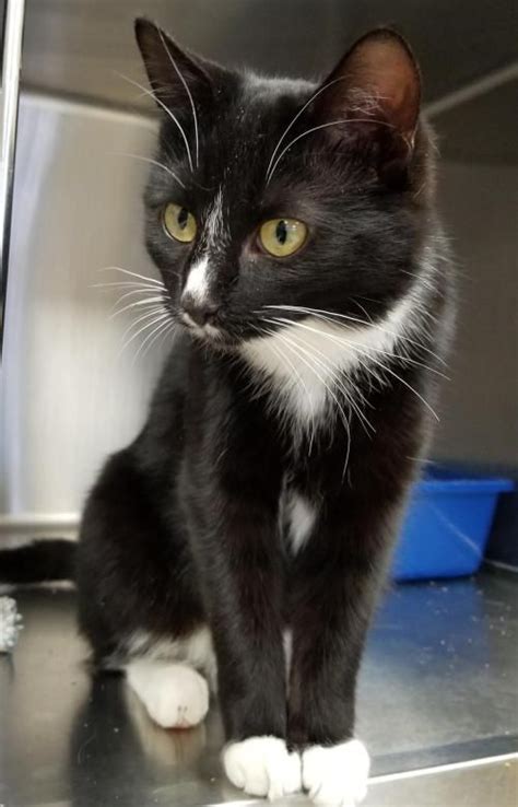 Hi Im Matilda Im A Young Spayed Female Black And White Domestic