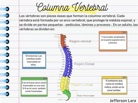 Infografía Columna Vertebral Jefferson Lara uDocz