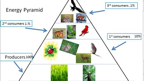 Temperate Forest Energy Pyramid