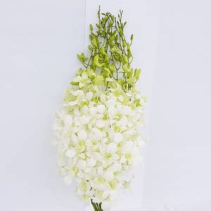 How Do I Import White Orchids From Thailand To Phillippines Lee Orchid