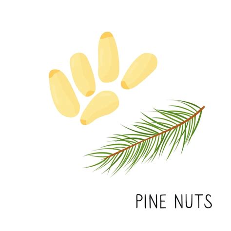 Premium Vector Cartoon Pine Nuts Isolated On White Background