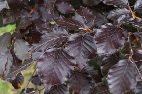 Buk Pospolity Atropunicea Fagus Sylvatica