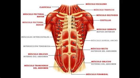 Musculos De La Pared Abdominal Youtube