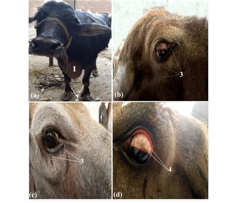 Traumatic Pericarditis In A Female Buffalo Showing Brisket Oedema 1