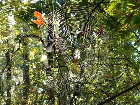 A couple orb webs in the sun. I didn't even notice the second one when