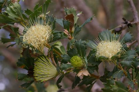 Dryandra Sessilis Var Cygnorum Kings Park Perth Wa Flickr