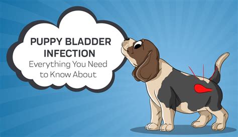 How Do You Know If Your Dog Has A Urine Infection