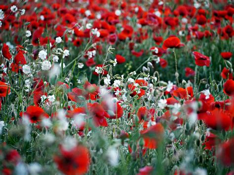 Mohn Rot White Kostenloses Foto Auf Pixabay Pixabay