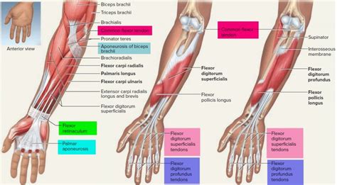 Tendon - Function, Arm, Hand Tendons - Leg and Achilles Tendons