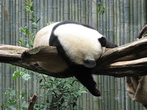 Sleeping Panda