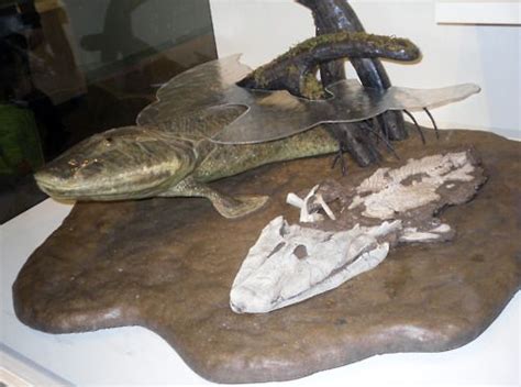 Tiktaalik The Fishapod Model By Tyler Keillor And This Particular Set