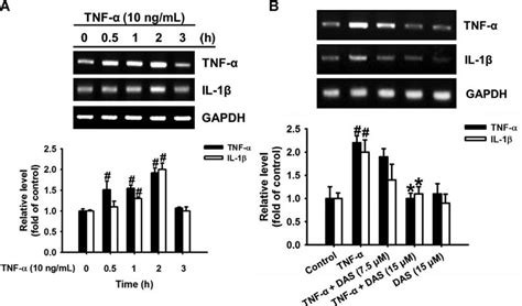 The Time Dependent Effect Of TNF Stimulation On The Expression Of