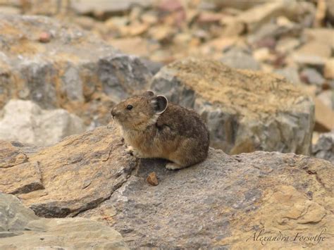 Pika! - Young Conservationists