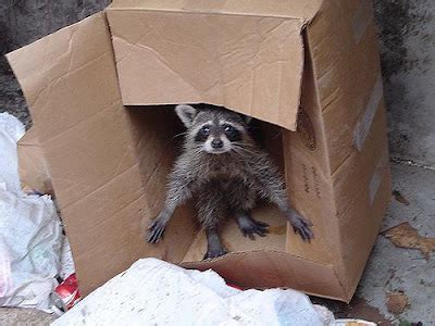 Pics to Pics: Homeless animals