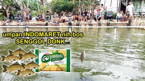 INI SIH GILA MANCING IKAN MAS PAKE UMPAN BISKUIT INDOMARET MANCING