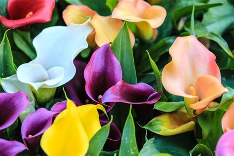 Calla Lily Meaning And Symbolism