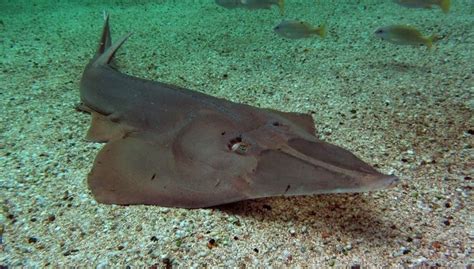 Shovel Nose Shark - Guitarfish - sharksinfo.com