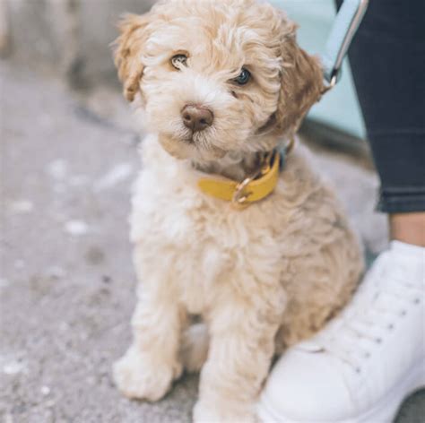 how to choose the right dog for you