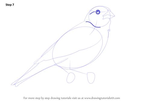 How to Draw a Lark Bunting (Birds) Step by Step | DrawingTutorials101.com