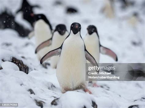 2,746 Adelie Penguin Stock Photos, High-Res Pictures, and Images ...