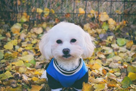 The Top 5 Maltese Haircut Styles | The Dog People by Rover.com