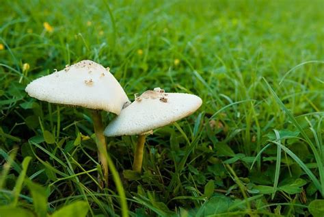 9 Different Types of Poisonous Mushrooms You Should Avoid - A-Z Animals