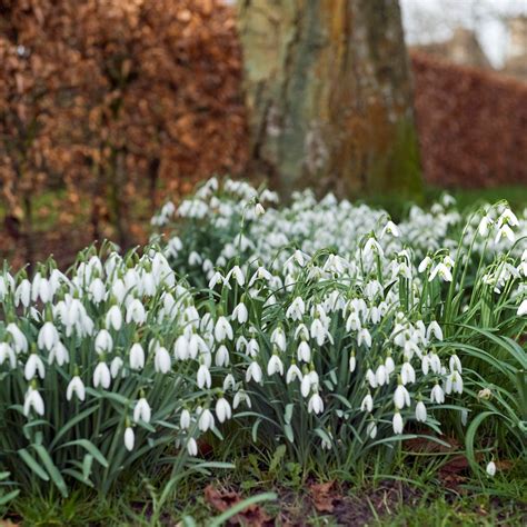Giant Snowdrops - www.plantgardenshop.com