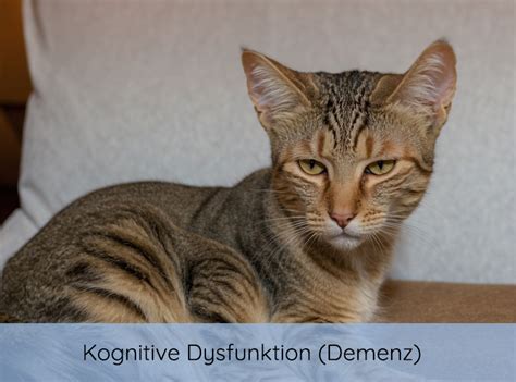 Katzenpsychologie Katzenverhaltenstherapie Sabine Caspary