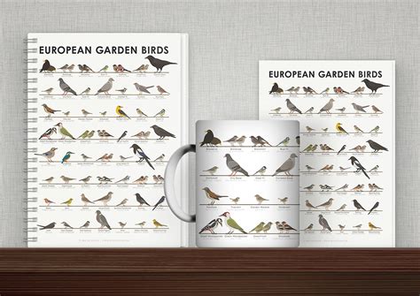 Identification Chart for European Songbirds on Behance