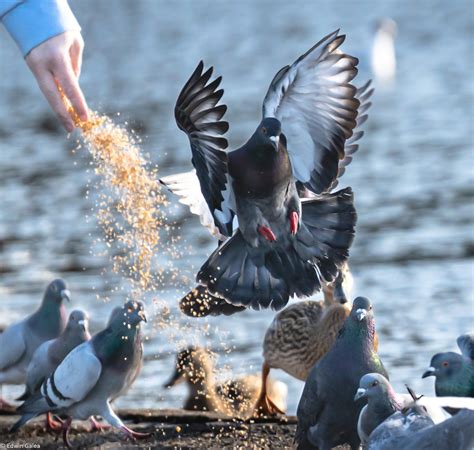 pigeon_feeding-1.jpg | Sony Alpha Forums - AlphaShooters.com