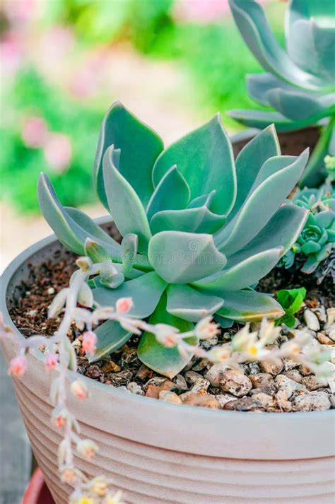 Echeveria Succulent Desert Plant Cactus Decorative Close Up Stock Photo