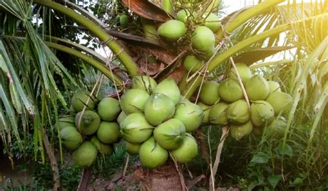 Cara Menanam Kelapa Hibrida Kampus Tani