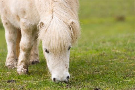 Shetland Pony Pferd Kostenloses Foto Auf Pixabay