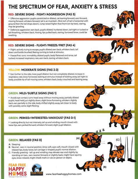 How to identify and relieve stress in cats – Artofit