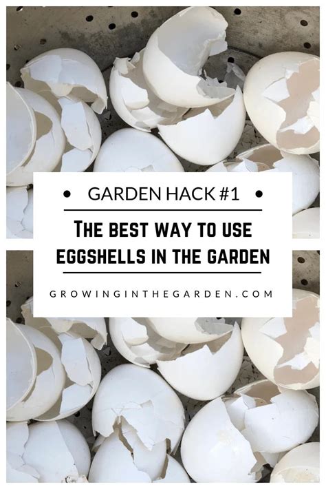 The Best Way To Use Eggshells In The Garden