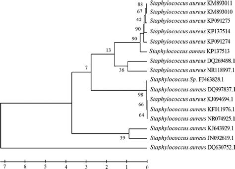 Comparative Phylogenetic Analysis Of S Aureus Km Km