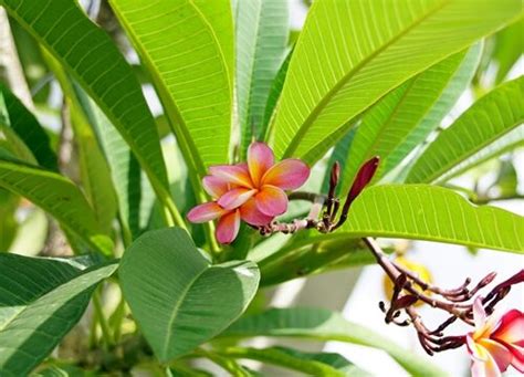 クルメツツジ（久留米躑躅）｜メイの気まぐれ植物図鑑