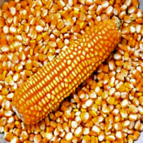 Jual Jagung Pipil Kering Tanggung Besar Kg Shopee Indonesia