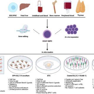 HSPCs From Various Sources Can Be Exploited To Model Human T Cell