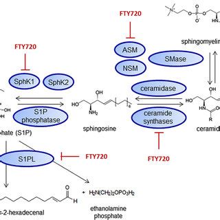 Fingolimod Interacts With Sphingolipid Metabolizing Enzymes Inhibitory