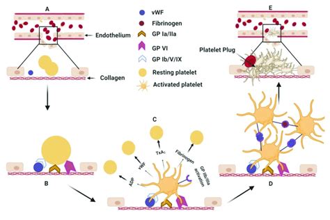 Adhesion Activation And Aggregation A Endothelial Injury In The